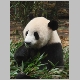 11. deze panda's hadden net hun portie bamboe gekregen.JPG